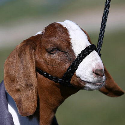 Sullivan's Soft Braid Halters - Image 4