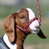 Sullivan's Soft Braid Halters