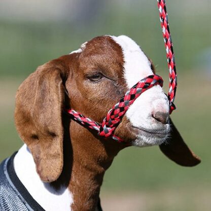 Sullivan's Soft Braid Halters