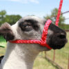 Sullivan's Soft Braid Halters - Image 2