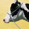 American Wash Halter