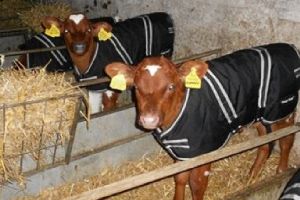 Calf Blankets