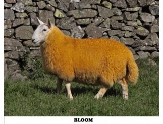 sheep peasridge colouring cheviot powders bloom