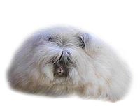 Clippers for Angora rabbits